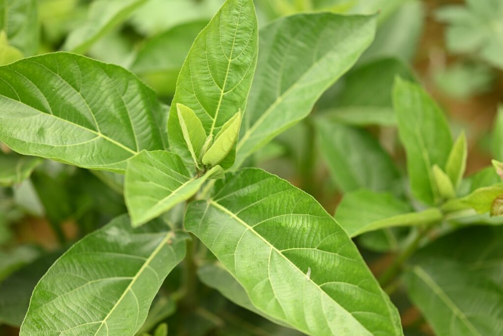 Ramo de ashwagandha (Withania somnifera) com folhas verdes vibrantes