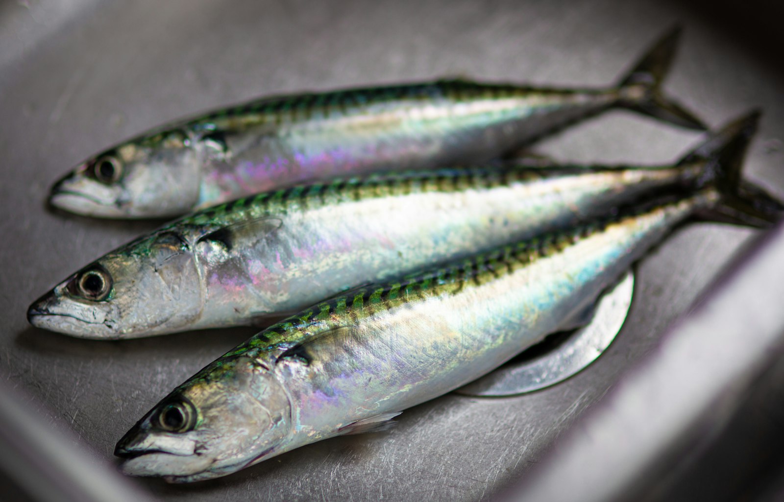 Peixes gordurosos frescos sobre superfície de aço inoxidável, fonte natural de ômega-3